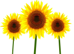 Sunflowersocialmedia image sunflowers